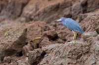Tri-colored heron