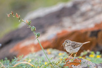 Berthelot's Pipit / Świergotek łąkowy