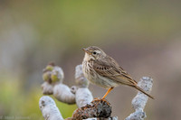Berthelot's Pipit / Świergotek łąkowy