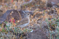 Berthelot's Pipit / Świergotek łąkowy