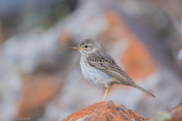 Berthelot's Pipit / Świergotek łąkowy
