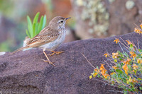 Berthelot's Pipit / Świergotek łąkowy