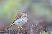 Berthelot's Pipit / Świergotek łąkowy