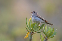 Berthelot's Pipit / Świergotek łąkowy
