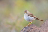 Berthelot's Pipit / Świergotek łąkowy