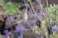 Berthelot's Pipit / Świergotek łąkowy