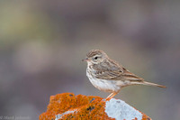 Berthelot's Pipit / Świergotek łąkowy