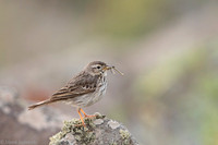 Berthelot's Pipit / Świergotek łąkowy