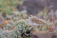 Berthelot's Pipit / Świergotek łąkowy
