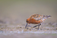 Curlew Sandpiper