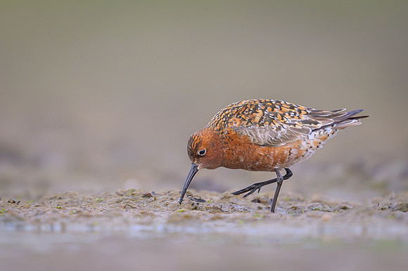 Curlew Sandpiper
