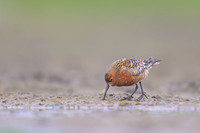 Curlew Sandpiper