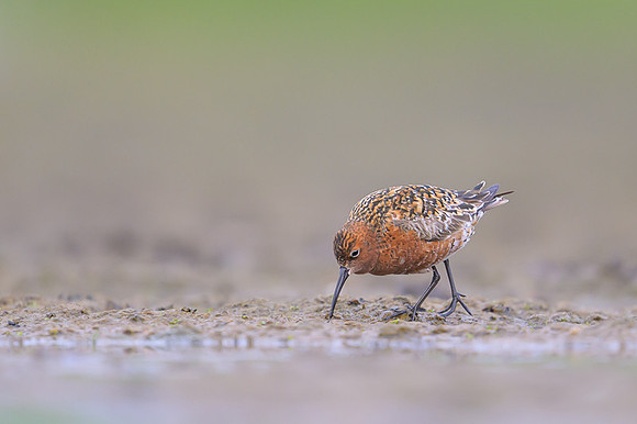 Curlew Sandpiper