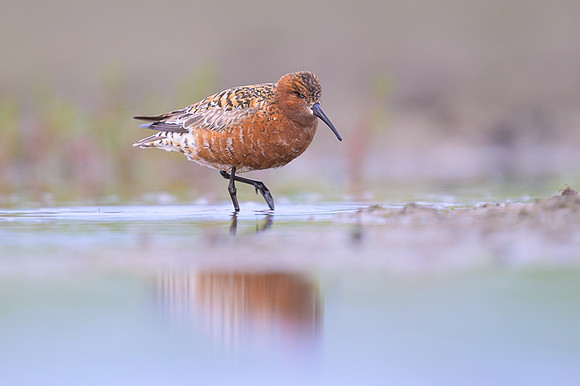 Curlew Sandpiper