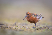 Curlew Sandpiper