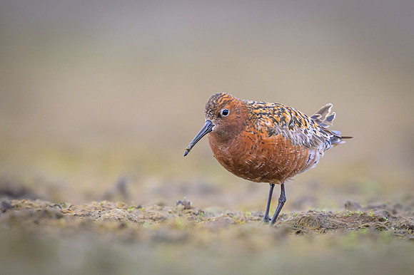 Curlew Sandpiper