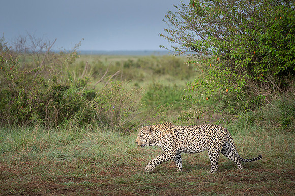 Leopard