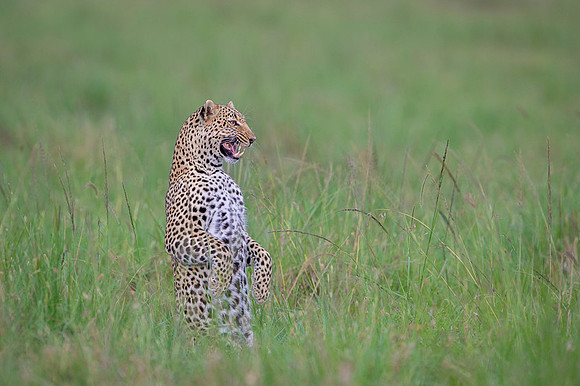 Leopard