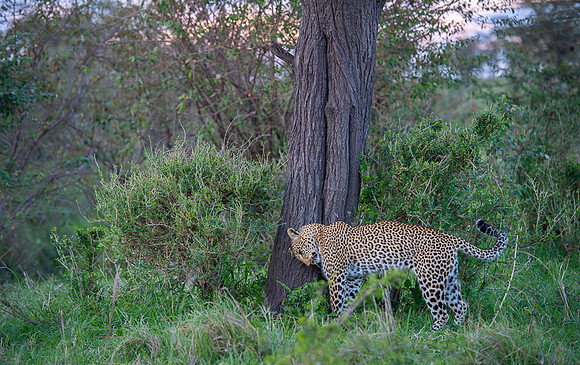 Leopard