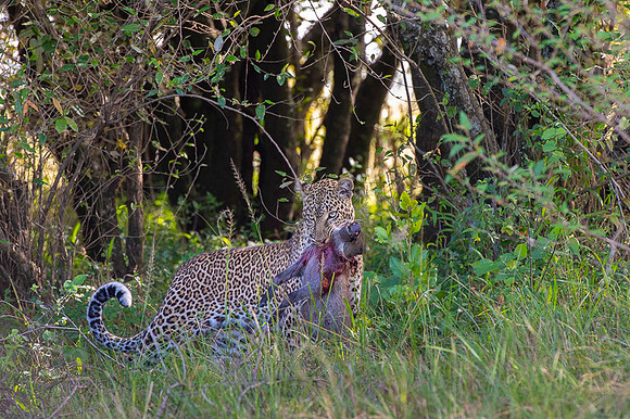 Leopard