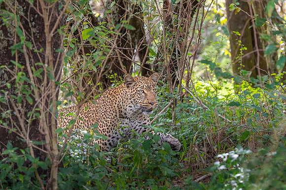 Leopard