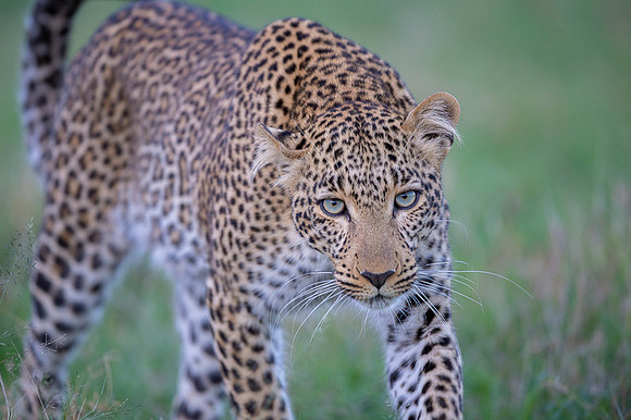 Leopard
