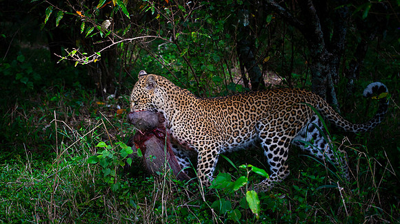 Leopard