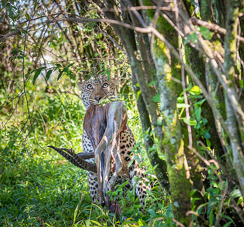 Leopard