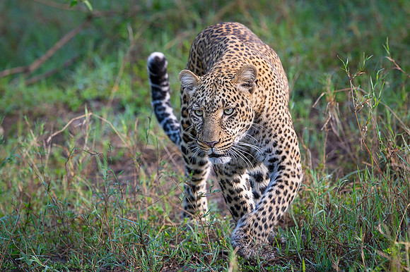 Leopard