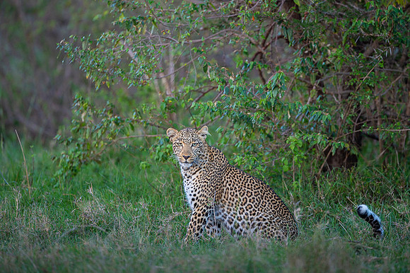 Leopard