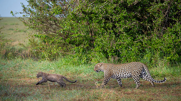 Leopard