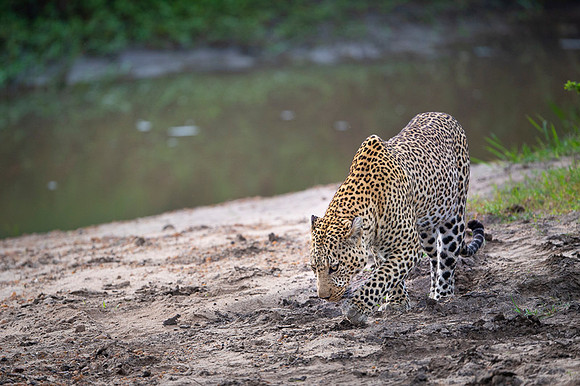Leopard