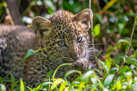 Leopard