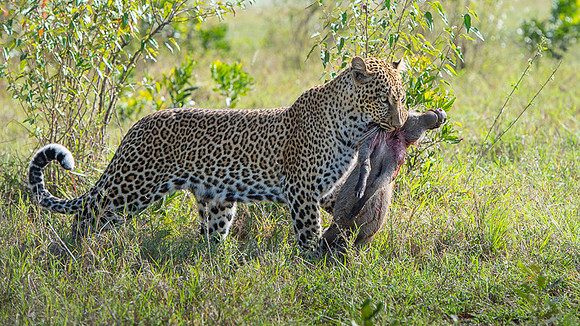 Leopard