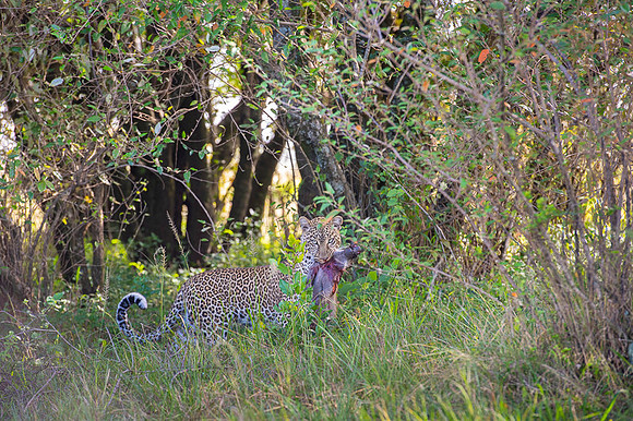 Leopard