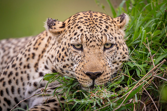 Leopard