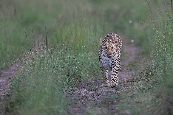 Leopard