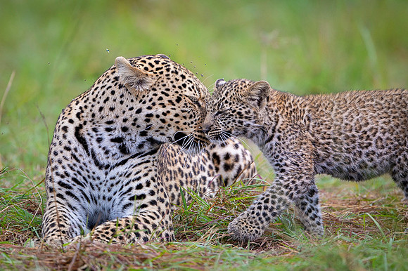 Leopard