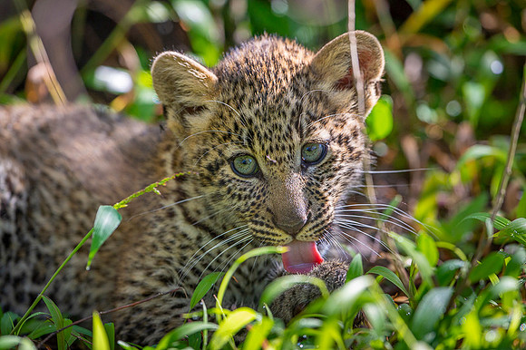 Leopard