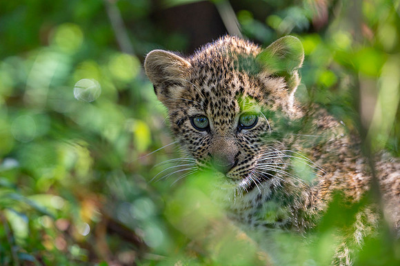 Leopard