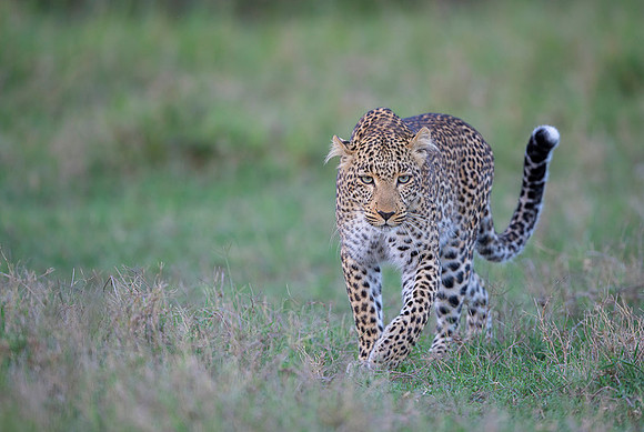 Leopard