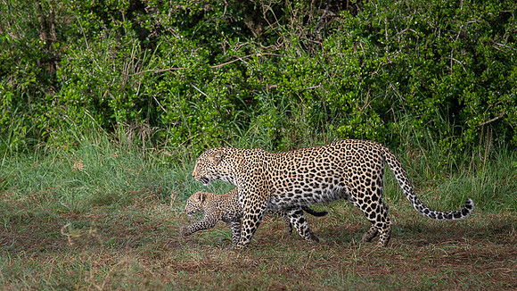 Leopard