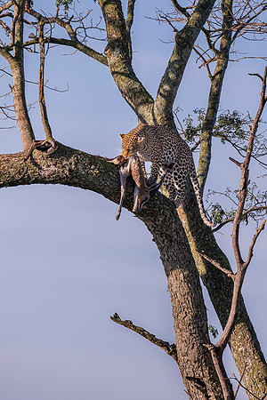 Leopard