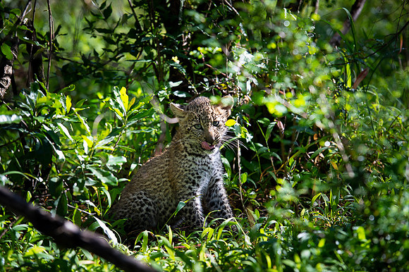 Leopard