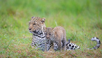 Leopard