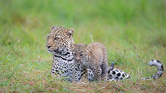 Leopard