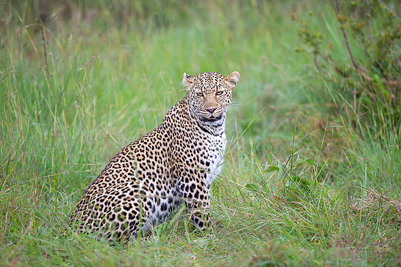 Leopard
