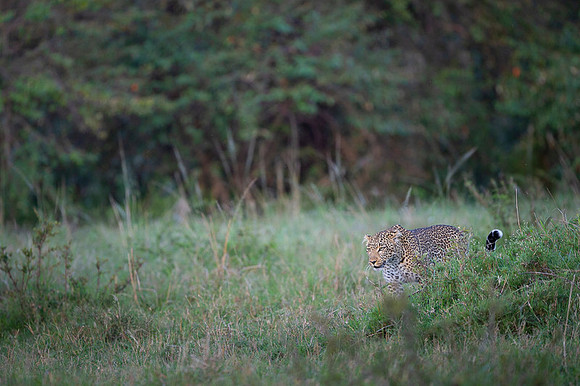 Leopard