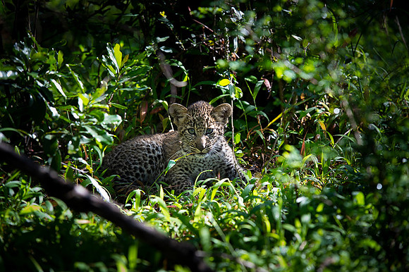 Leopard