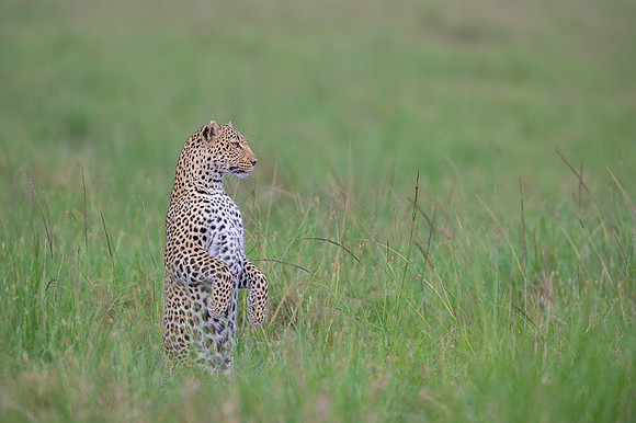 Leopard